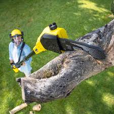 Reliable Holden Heights, FL Tree Removal Solutions
