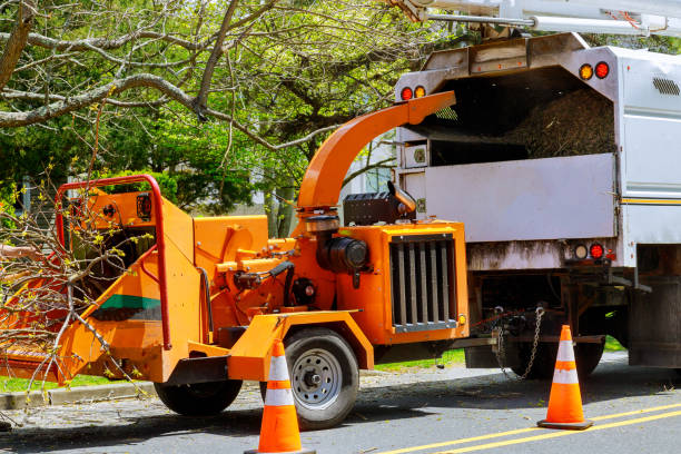 Best Storm Damage Tree Cleanup  in Holden Heights, FL