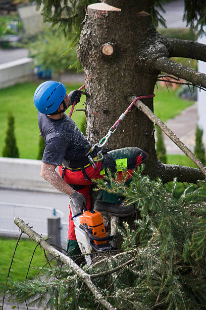 Best Hedge Trimming  in Holden Heights, FL